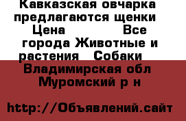 Кавказская овчарка -предлагаются щенки › Цена ­ 20 000 - Все города Животные и растения » Собаки   . Владимирская обл.,Муромский р-н